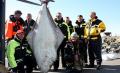 Delfi Užsienyje | Lietuviai Norvegijoje pagavo įspūdingo dydžio žuvį